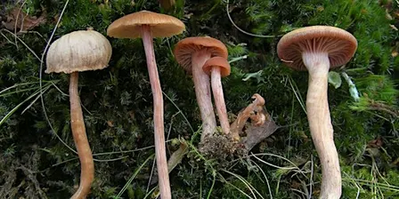 Fungi Walk
