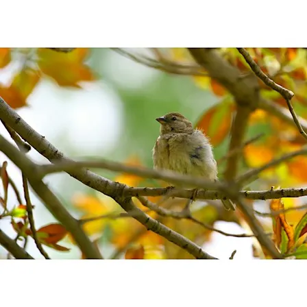 Migrating Bird Hike - Family program, $4 cash per person upon arrival