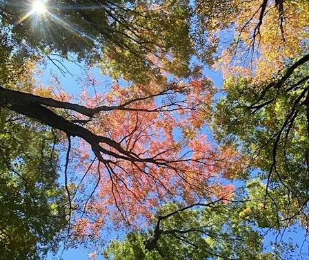 All Forward CONNECTIONS: FALL FORWARD in partnership with Whine with HR