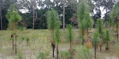 Pesticide Safety Education for Natural Areas Weed Management