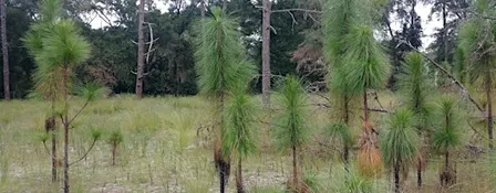 Pesticide Safety Education for Natural Areas Weed Management