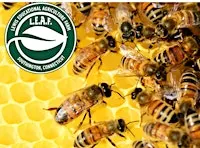 An Introductory Class, All About Honey Bees