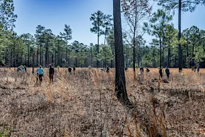 Native Seed Collection in the Virginia Pinelands