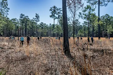 Native Seed Collection in the Virginia Pinelands