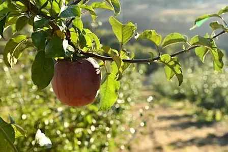 Sweet Water Farms U-Pick Apples