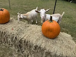 Pumpkin Carving with Goats at Rocking JH Farms
