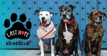 6th Annual Barktoberfest