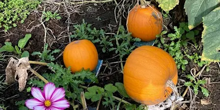 Badshot Lea Bloomers Pumpkin Carving Day 2026