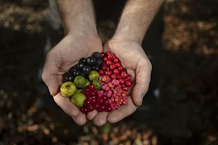 Seed collecting and processing workshop 2026