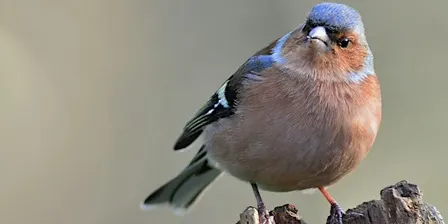 Youth led family-friendly wildlife walk