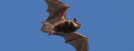 Bats in the Park!