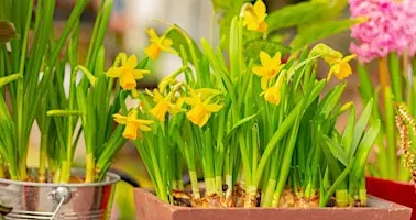 Bulb Planting Workshop FREE In-person