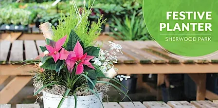 Festive Planter |Workshop | Salisbury Greenhouse Bay1 | Sherwood Park