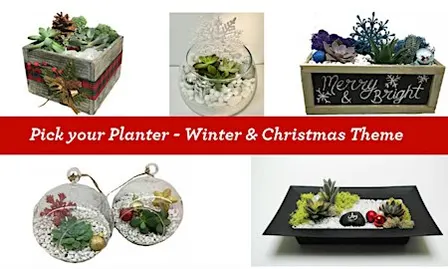 Relax Before the Holidays: Build Your Own Succulent Terrarium