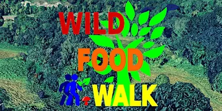 October Sea Mills (Bristol) Wild Food Foraging/ Forager Walk.