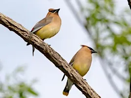 NJ Audubon: Sunday Afternoon Bird Walk
