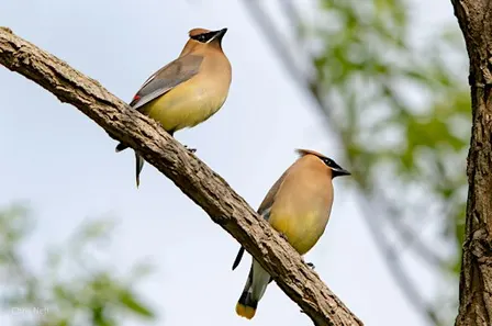 NJ Audubon: Sunday Afternoon Bird Walk