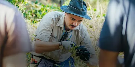 NaturallyGC: Austinville Landcare - Bush Regeneration