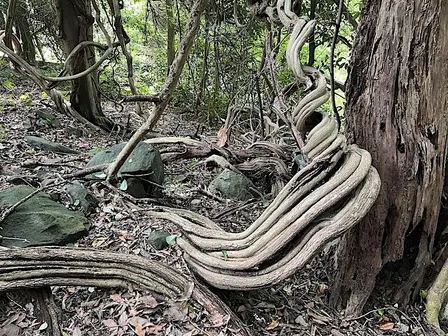 Guided Rainforest Walks