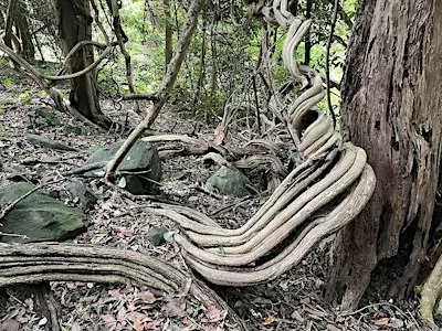 Guided Rainforest Walks