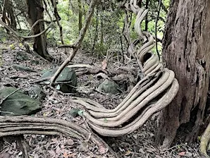 Guided Rainforest Walks