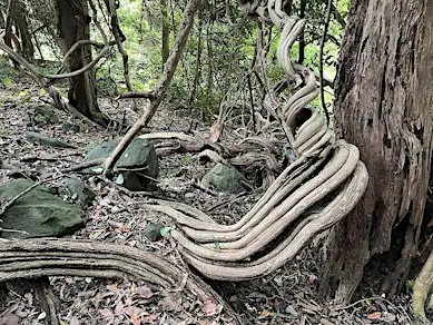 Guided Rainforest Walks
