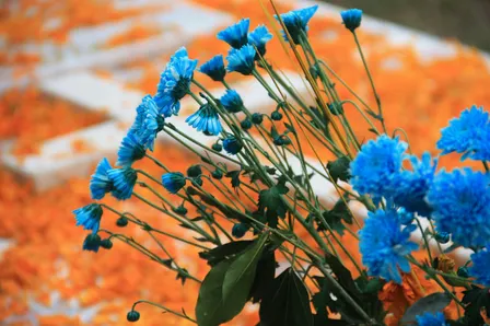 Descubre el Día de Muertos entre chinampas de cempasúchil en Xochimilco
