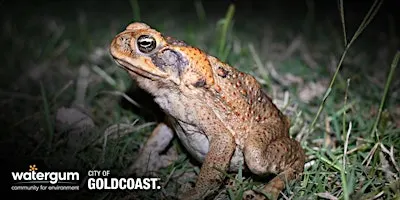 Gold Coast ToadTrack - Community Toad Bust 1.