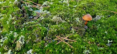 Touch grass: nature connection for LGBTQ+