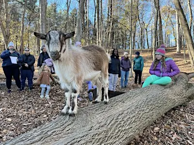 Goat Hike