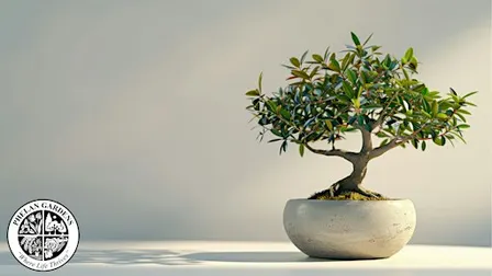 Intro to Bonsai
