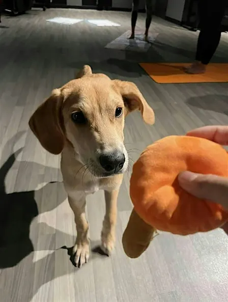 Rescue Puppy Yoga - Crunch Fitness Boulder