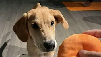 Rescue Puppy Yoga - Crunch Fitness Boulder