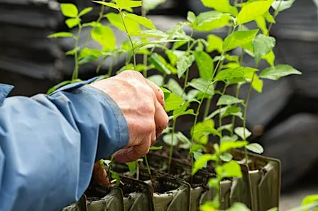Nursery Maintenance at Broadley