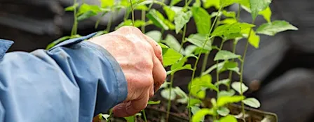 Nursery Maintenance at Broadley