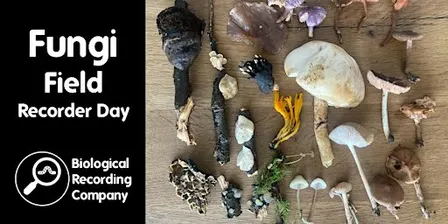 Fungi Field Recorder Day
