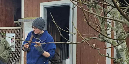 Winter Fruit Tree Pruning