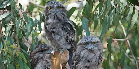 Torchlight Wildlife Walk