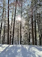 Forest Bathing (Shinrin Yoku) 11-21-26