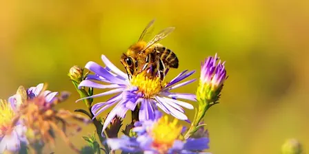 Beekeeping for Beginners – Class 1 of 4