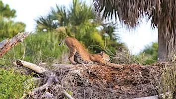 Wild Sarasota: Bobcats and Panthers