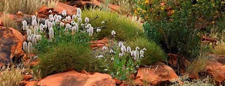 Fall Community Mental Health Botanical Tour