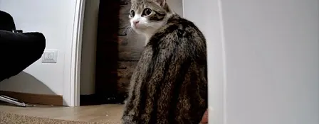 Roman Dinner at local's home with the cutest cat and Roman History
