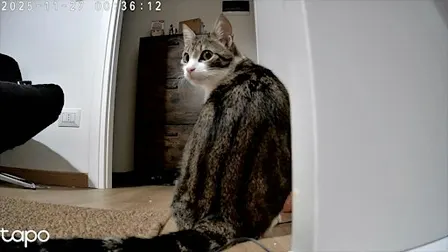 Roman Dinner at local's home with the cutest cat and Roman History