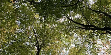 Forest Bathing introductory session at Queen Elizabeth Country Park
