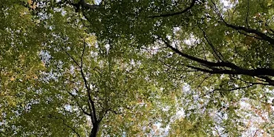 Forest Bathing introductory session at Queen Elizabeth Country Park