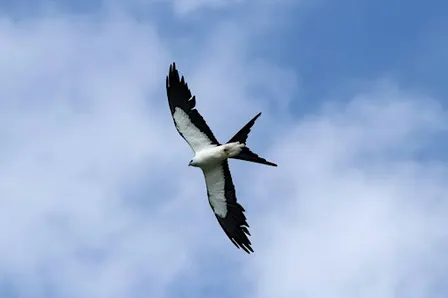 Guided Birding Walk: Swallow-Tailed Kites