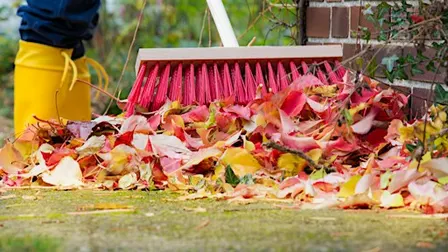 Herbstschnitt - wie und bei welchen Pflanzen?