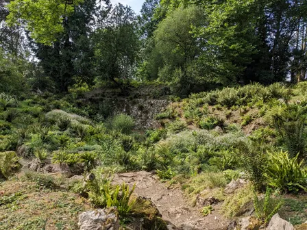 Forest Bathing for LGBTQ+ women and non binary folk