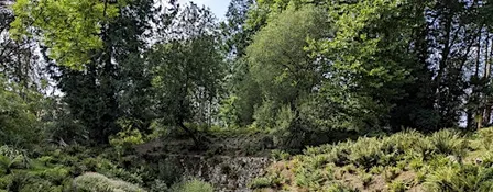Forest Bathing for LGBTQ+ women and non binary folk